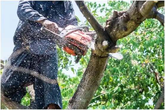 tree services Detroit